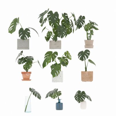 花瓶 花卉 盆栽 花盆 植物 绿植