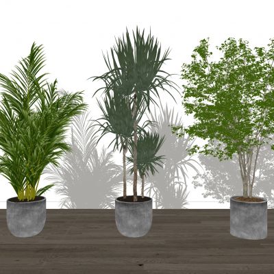 绿植盆栽盆栽盆景绿植植物盆栽植物龙血树南天竹散尾葵室内摆件