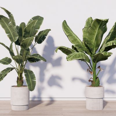 现代植物盆栽绿植盆景摆件热带植物摆件水泥盆栽芭蕉