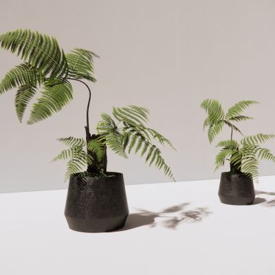 现代景观植物植物花卉植物盆栽室内盆栽摆件