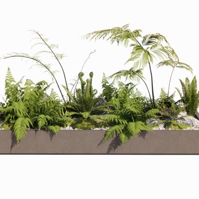 蕨类植物盆栽地被景观植物肾蕨盆景狐尾天门冬苹果蕨景石卵石