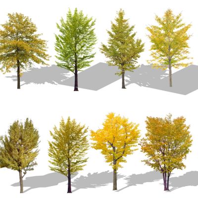 2d行道树景观树色叶树乔木银杏杨树法桐槐树景观植物