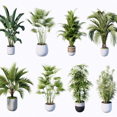 现代盆栽植物组合美人蕉芭蕉散尾葵阔叶榕观叶植物盆栽水泥盆栽热带植物