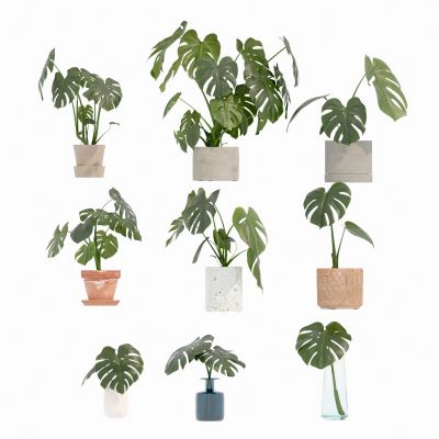 植物 绿植 花盆 花瓶 