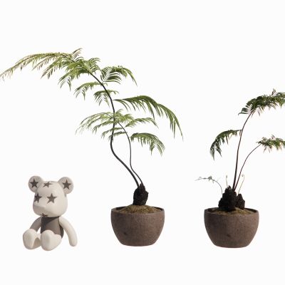 景观植物蕨类植物盆栽摆件肾蕨地被花卉