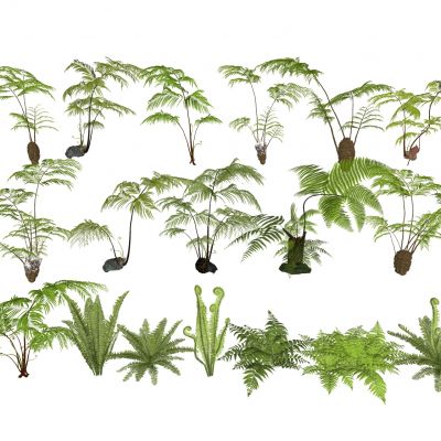 蕨类植物盆栽地被景观植物肾蕨