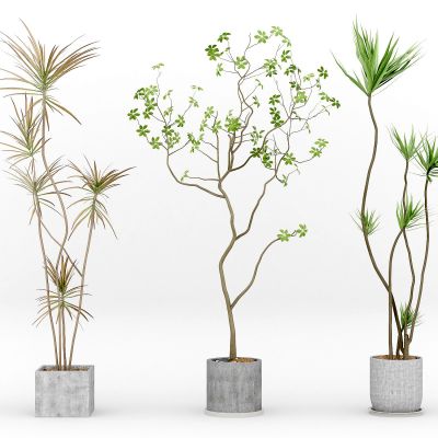 花瓶 花卉 盆栽 花盆 植物 绿植