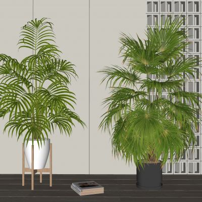 现代植物盆栽室内盆景散尾葵热带植物室内摆件