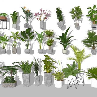 盆栽植物组合美人蕉芭蕉散尾葵阔叶榕观叶植物盆栽水泥盆栽热带植物