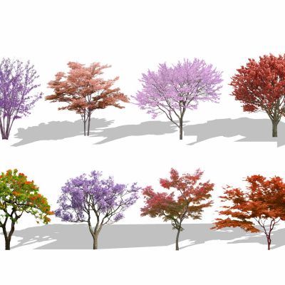 2d景观树色叶树花灌木紫薇紫荆樱花造型红枫美国红枫小乔木点景树