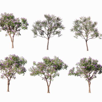 2d景观树色叶树花灌木紫薇紫荆樱花小乔木点景树