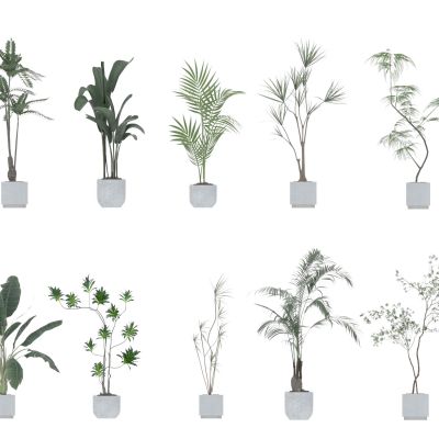 花瓶 花卉 盆栽 花盆 植物 绿植