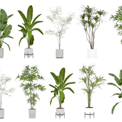 花瓶 花卉 盆栽 花盆 植物 绿植