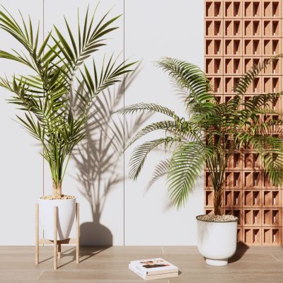 现代植物盆栽室内盆景散尾葵热带植物