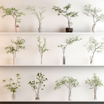 花瓶 花卉 盆栽 花盆 植物 绿植