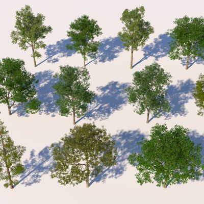 现代常用树木组合