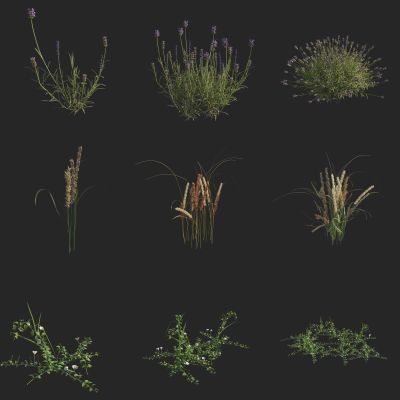 羽叶薰衣草 绞股蓝 野牵牛 田牵牛 花草 野花野草 草地