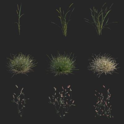 沼泽狐尾草甸 兔足三叶草 花草 