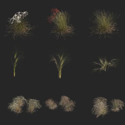 刺针草 针茅草 粉黛 野草 野花 