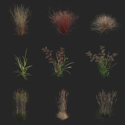 莎草 棕红薹草 苔草 褐果薹草 羊茅草 野花野草 