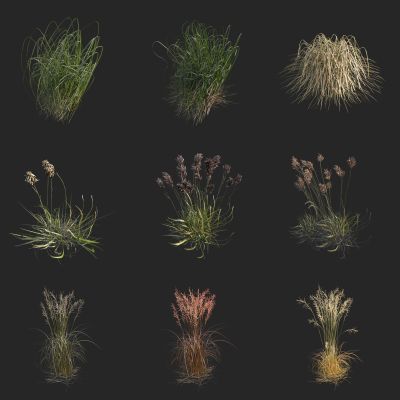 花叶冬青 金边瑞香 睡香 露甲 风流树 蓬莱花 风流树花 高沼地草 蓝沼草 野花野草 