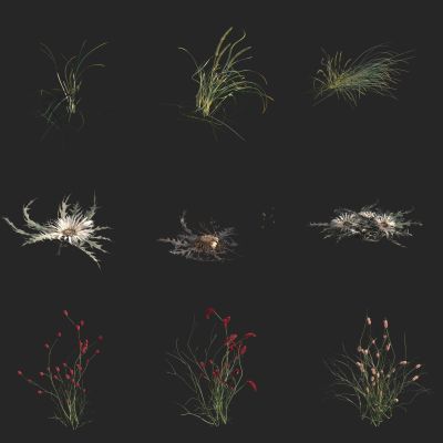 赖草 沙滨草 蓝冰麦 日本地榆 盾果草 野花野草