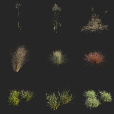 水甜茅草 天蓝麦氏草 蓝沼草 酸沼草 天蓝沼湿草 野花野草 