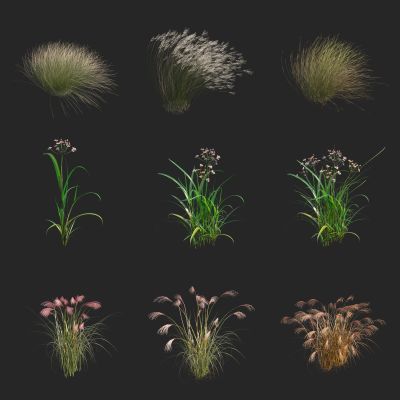 细叶针茅草 粉黛 细叶芒草  花草 野花野草