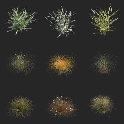 狼尾草 狗尾巴草 鼠茅草 虉草 春茵草芦 花草银边草 花茅毛 斑叶芦竹