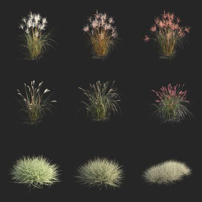 茅草 芒草 荻草 丽蚌草 银边草 花叶燕麦草 异颖燕麦草 野花野草