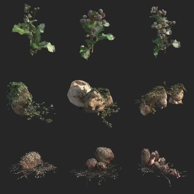 毛头牛蒡 朴蜂莲花 草本植物 野花野草 岩石 藤曼 爬藤 