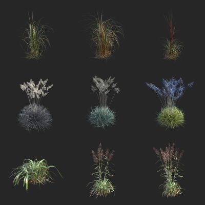 茅草 巨芒草 荻草 大油芒草  镜面草 斯巴达华青稞 野花野草