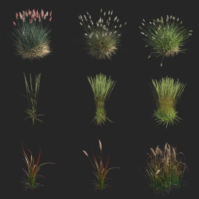 红叶白茅草  红色男爵白茅 丝毛草根 血草 白茅根 茅根 茅针 丝茅