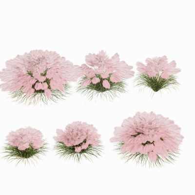 景观植物灌木花丛地被花卉景观草草花观赏草粉黛草