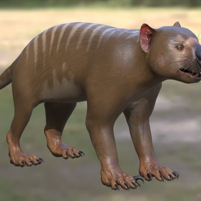 刽子手袋狮食肉哺乳动物