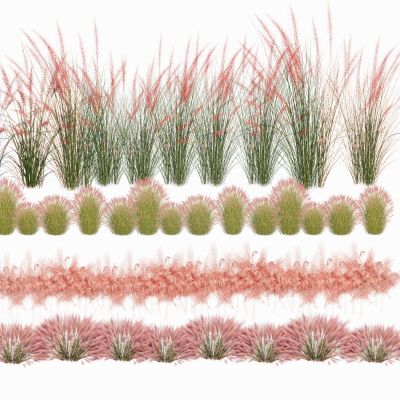 粉黛乱子花粉红羽毛草小兔子狼尾草景观草地被花卉景观植物草花3D模型