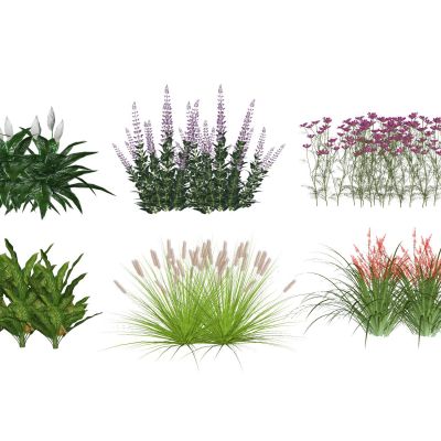 灌木植物景观草地被花卉景观植物草花鼠尾草狼尾草3D模型