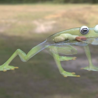 赤心玻璃蛙生物动物