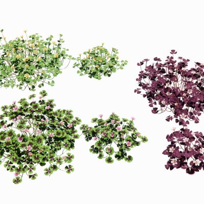 酢浆草观赏草景观草景观植物草花地被花卉