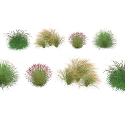 景观植物景观草地被花卉狼尾草粉黛芒草景观草