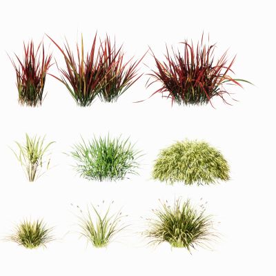 景观植物观赏草地被花卉景观草芒草景观草坪