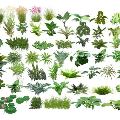 现代水生植物芒草荷花荷叶花灌木景观花草粉黛乱子草芭蕉地被花卉水草