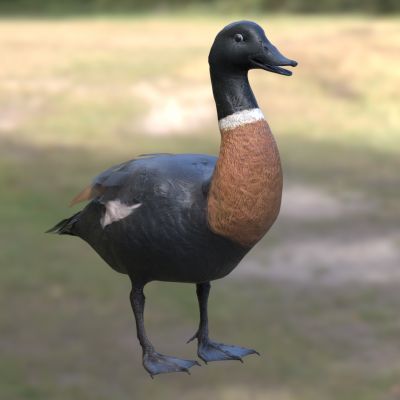 棕胸麻鸭澳大利亚麻鸭生物动物