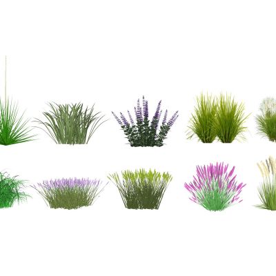 景观草景观植物芒草地被花卉鼠尾草狼尾草粉黛