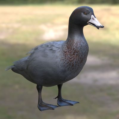 山蓝鸭山鸭蓝鸭生物动物