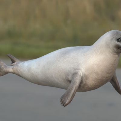 竖琴海豹格陵兰海豹恋冰海豹天琴海豹动物