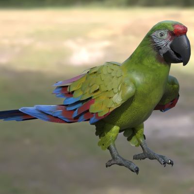 军金刚鹦鹉军舰金刚鹦鹉军用金刚鹦鹉动物