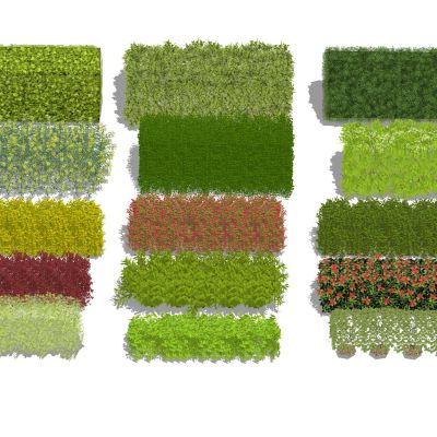 植物篱墙灌木丛绿篱黄杨篱紫叶小檗篱杜鹃迎春女贞北海道黄杨地被