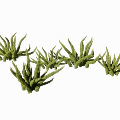 景观植物景观草狐尾天门冬地被花卉庭院植物