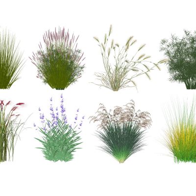 芦苇水生植物景观草景观植物观赏草粉黛水草